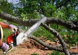 Best Hazardous Tree Removal  in Broadview, IL